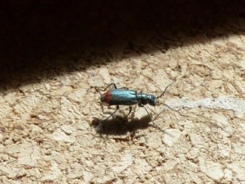 Malachius sp.