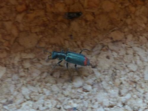 Malachius sp.