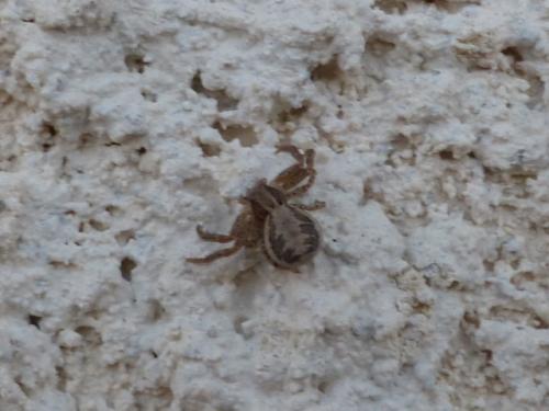 Xysticus sp.