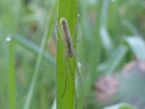 Réf. 138 530 : Tetragnatha sp.