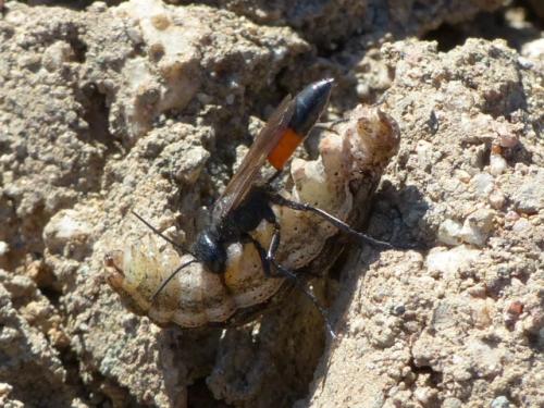 Réf. 138 833 : Podalonia sp.
