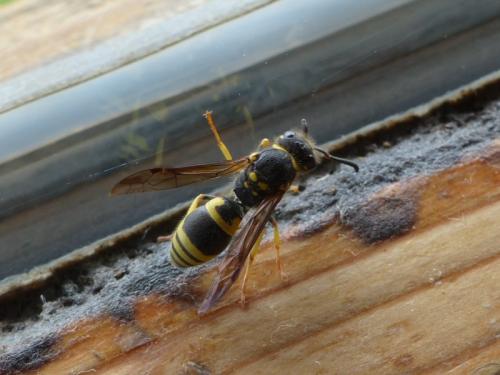 Ancistrocerus sp.