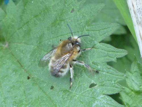 Anthophora plumipes