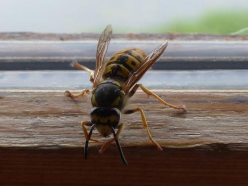Vespula germanica