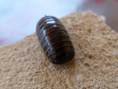 Glomeris marginata