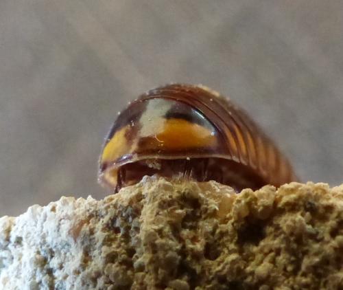 Glomeris valesiaca