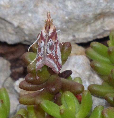 Ancylosis cinnamomella