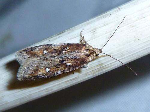 Réf. 138 380 : Semioscopis oculella