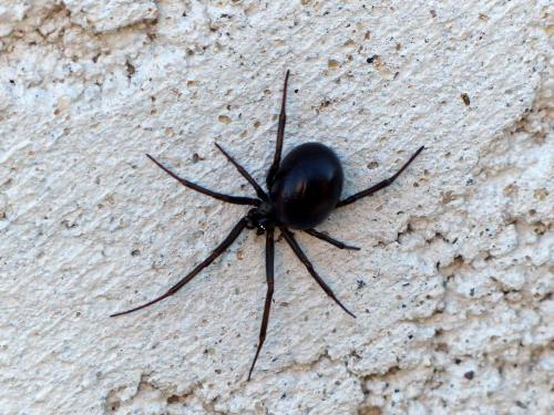 Réf. 138 394 : Steatoda grossa