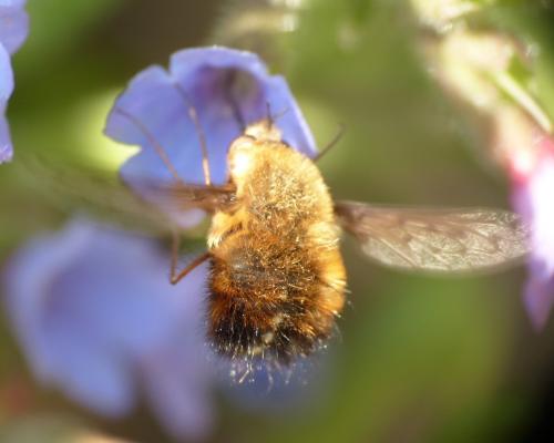 Bombylius discolor