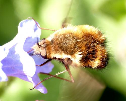 Bombylius discolor