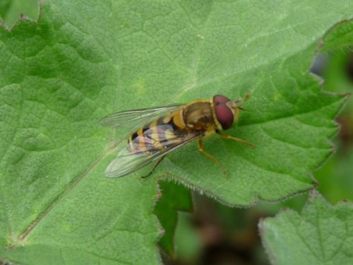 Syrphus sp.