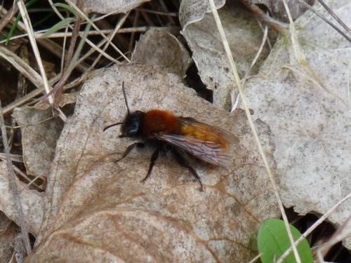 Andrena fulva