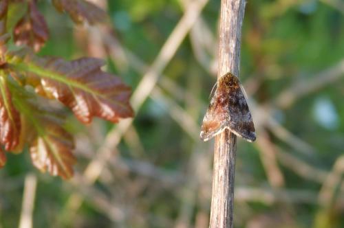 Réf. 138 924 : Panemeria tenebrata