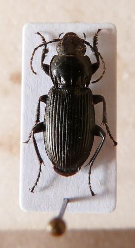 Pterostichus melanarius