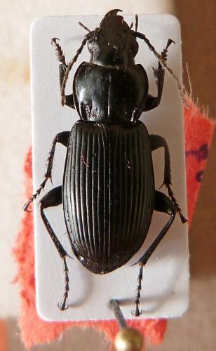 Réf. 138 088 : Pterostichus melanarius