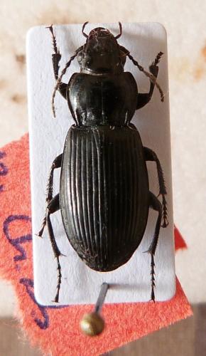 Pterostichus melanarius