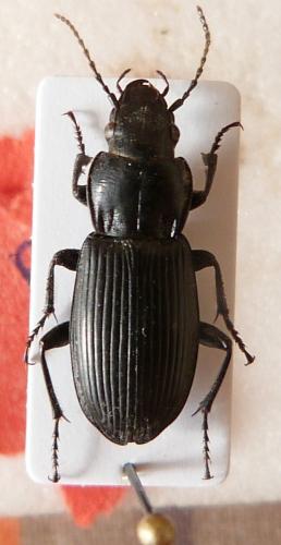 Réf. 138 091 : Pterostichus melanarius