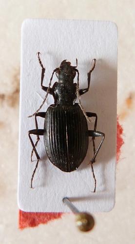 Platynus assimilis