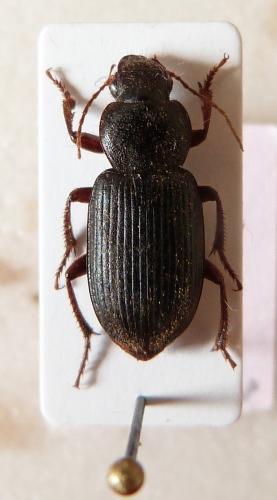 Ophonus sabulicola
