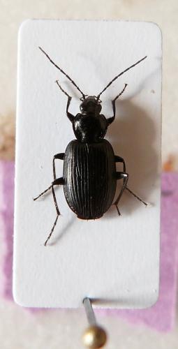 Réf. 138 092 : Agonum sp.