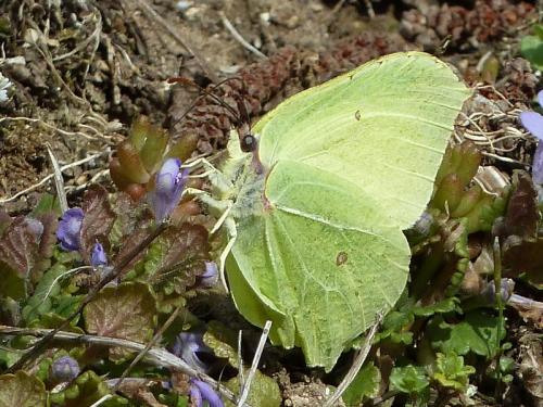 Réf. 138 071 : Gonepteryx rhamni