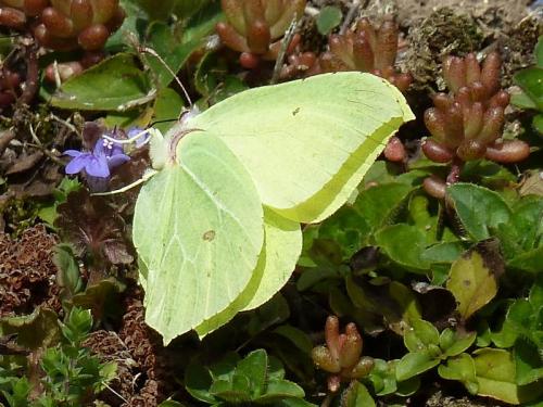 Gonepteryx rhamni
