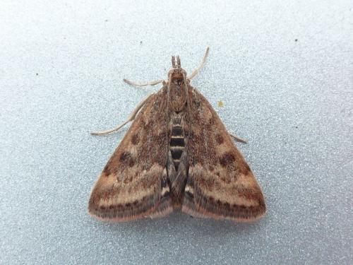 Pyrausta despicata