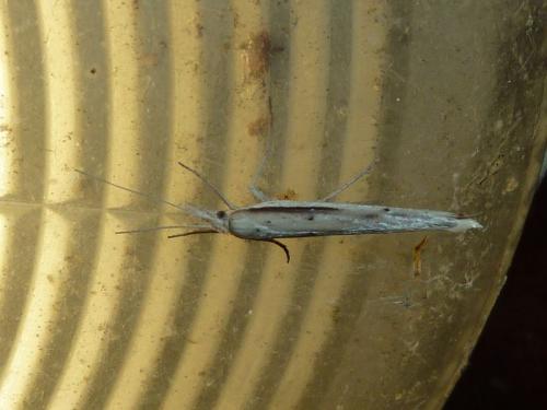 Réf. 138 193 : Ypsolopha mucronella