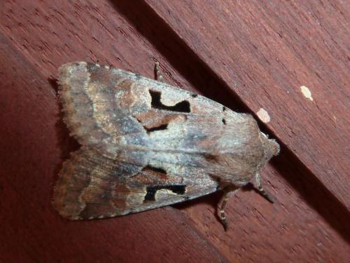 Réf. 138 470 : Orthosia gothica