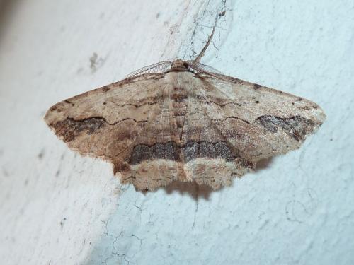 Menophra abruptaria