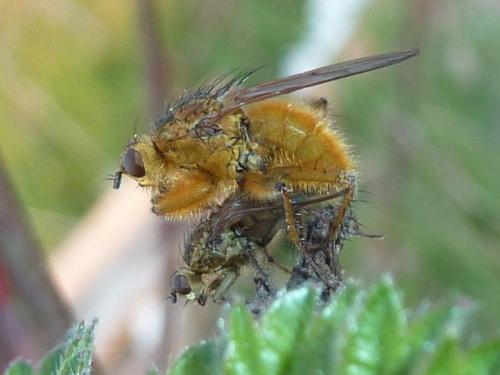 Scathophaga stercoraria