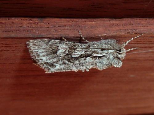 Xylocampa areola