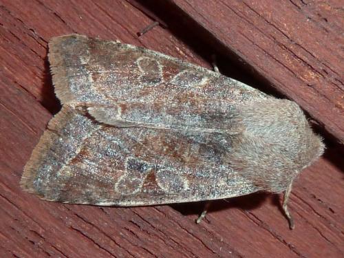 Réf. 138 593 : Orthosia incerta