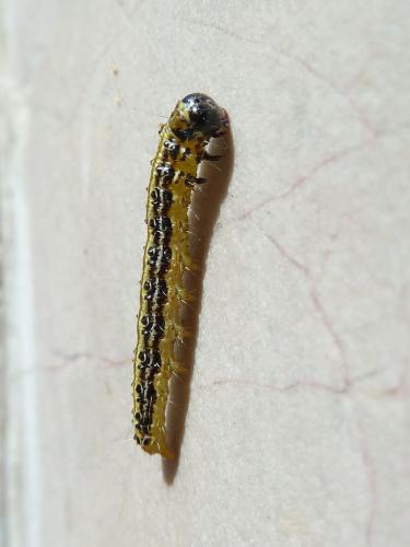 Cydalima perspectalis