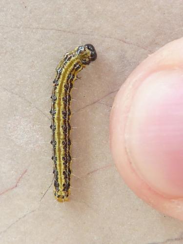 Cydalima perspectalis