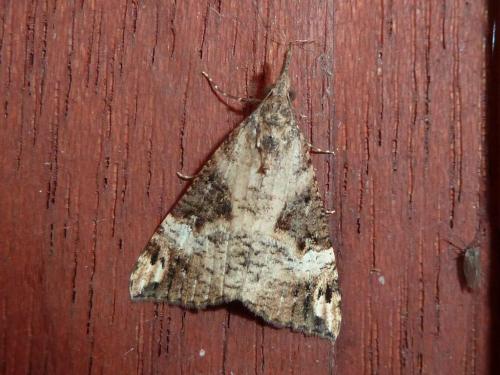 Hypena obsitalis