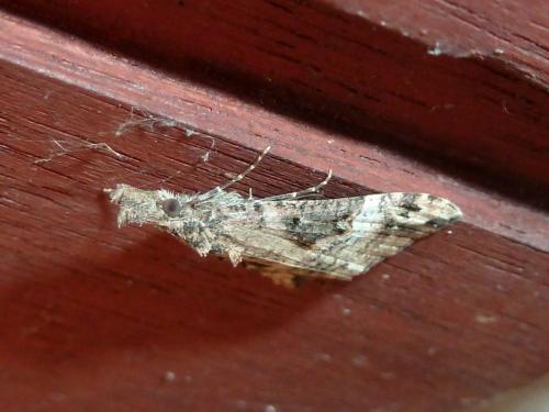 Hypena obsitalis