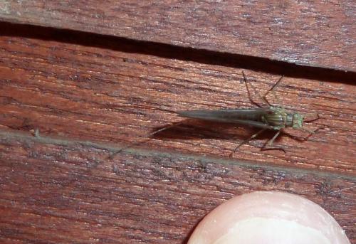 Cloeon dipterum