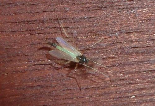 Microtendipes sp.