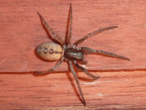 Segestria bavarica