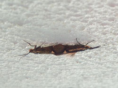 Esperia sulphurella