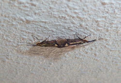 Esperia sulphurella