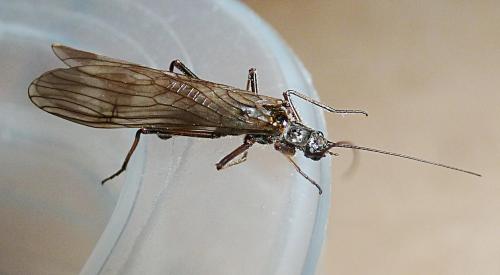 Taeniopteryx schoenemundi