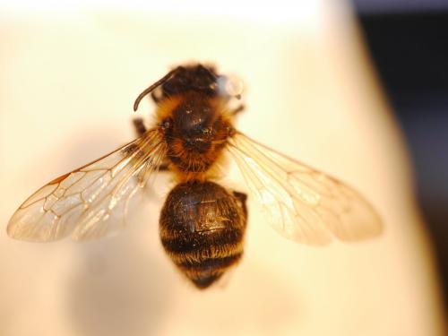 Réf. 138 417 : Andrena sp.