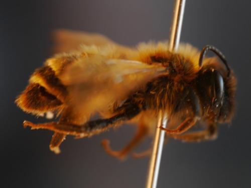 Andrena sp.