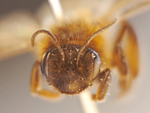 Andrena sp.