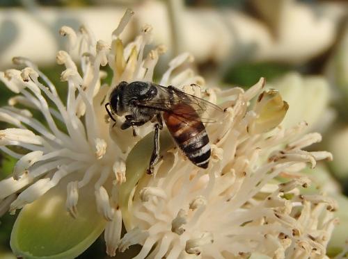 Apis florea
