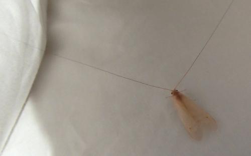 Réf. 138 562 : Macronematinae inconnu