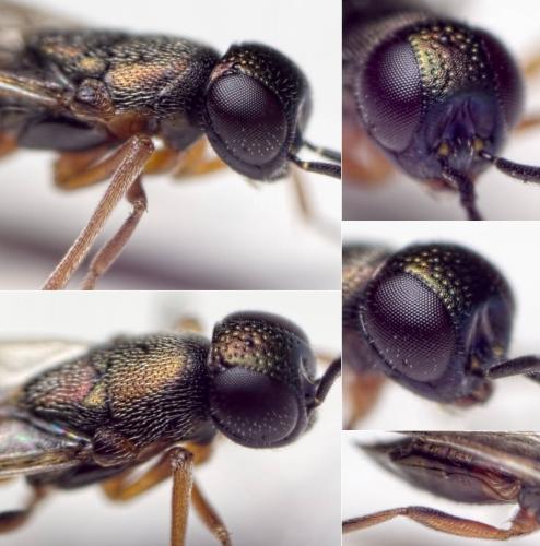 Réf. 138 905 : Ericydnus strigosus
